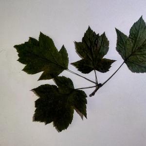 Photographie n°2954732 du taxon Sorbus torminalis (L.) Crantz [1763]