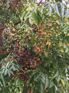 Michel Gaubert, le 17 septembre 2024 (Saint-Nazaire-d'Aude (Somail))