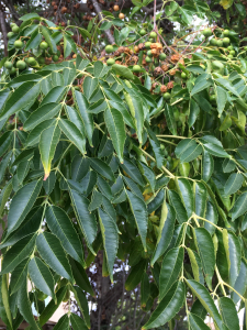 Michel Gaubert, le 17 septembre 2024 (Saint-Nazaire-d'Aude (Somail))