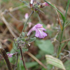 Photographie n°2954785 du taxon Galeopsis ladanum L.