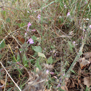 Photographie n°2954788 du taxon Galeopsis ladanum L.
