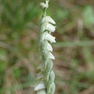 Photographie n°2954854 du taxon Spiranthes spiralis (L.) Chevall.