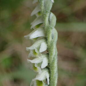 Photographie n°2954855 du taxon Spiranthes spiralis (L.) Chevall.