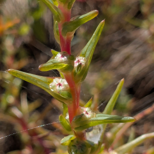 Soda inermis Fourr. (Soude commune)