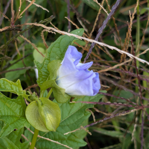 Photographie n°2954882 du taxon Nicandra physalodes (L.) Gaertn.