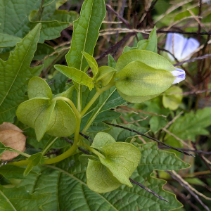 Photographie n°2954883 du taxon Nicandra physalodes (L.) Gaertn.