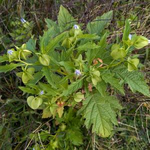 Photographie n°2954884 du taxon Nicandra physalodes (L.) Gaertn.