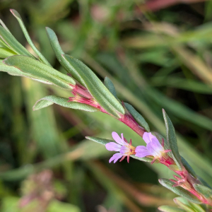 Photographie n°2954885 du taxon Lythrum hyssopifolia L.