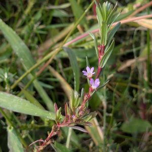 Photographie n°2954886 du taxon Lythrum hyssopifolia L.