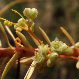 Photographie n°2954892 du taxon Cuscuta L. [1753]
