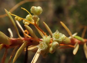 Claire Felloni, le 15 septembre 2024 (Barbâtre (Plage des Boucholeurs))