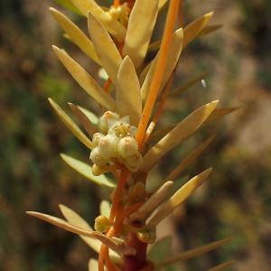 Photographie n°2954893 du taxon Cuscuta L. [1753]