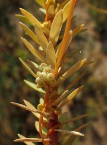 Claire Felloni, le 15 septembre 2024 (Barbâtre (Plage des Boucholeurs))