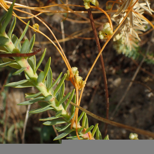  - Cuscuta L. [1753]