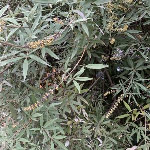 Photographie n°2954944 du taxon Vitex agnus-castus L. [1753]