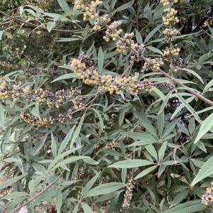 Photographie n°2954946 du taxon Vitex agnus-castus L. [1753]