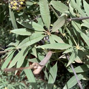 Photographie n°2954948 du taxon Vitex agnus-castus L. [1753]