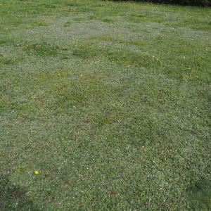 Photographie n°2954972 du taxon Spiranthes spiralis (L.) Chevall. [1827]