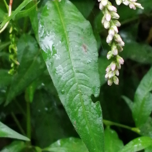 Photographie n°2955071 du taxon Persicaria (L.) Mill. [1754]