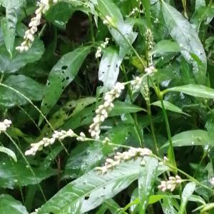 Photographie n°2955072 du taxon Persicaria (L.) Mill. [1754]