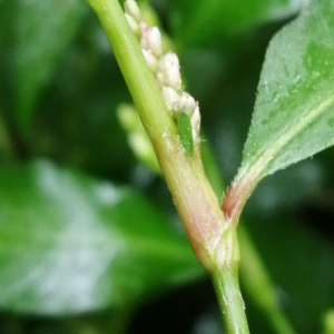  - Persicaria (L.) Mill. [1754]