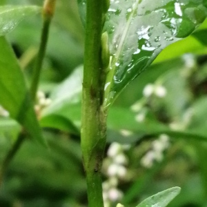  - Persicaria (L.) Mill. [1754]