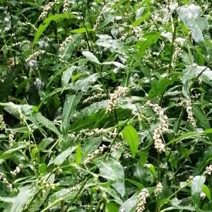  - Persicaria (L.) Mill. [1754]