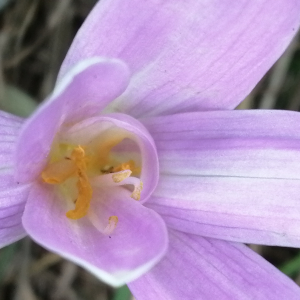 Photographie n°2955249 du taxon Colchicum autumnale L.