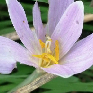 Photographie n°2955250 du taxon Colchicum autumnale L.