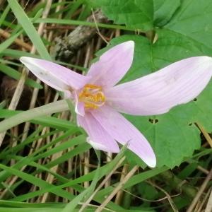 Photographie n°2955251 du taxon Colchicum autumnale L.