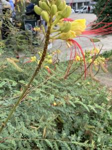 Liliane Roubaudi, le 27 septembre 2024 (Lyon)