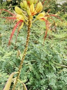 Liliane Roubaudi, le 27 septembre 2024 (Lyon)