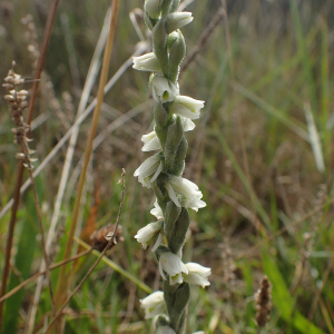 Photographie n°2955296 du taxon Spiranthes spiralis (L.) Chevall.