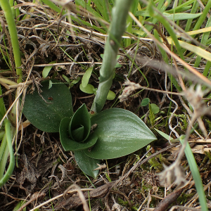 Photographie n°2955297 du taxon Spiranthes spiralis (L.) Chevall.