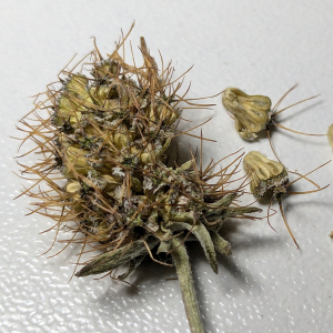 Photographie n°2955301 du taxon Scabiosa atropurpurea subsp. maritima (L.) Arcang. [1882]