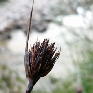 Photographie n°2955393 du taxon Schoenus nigricans L.