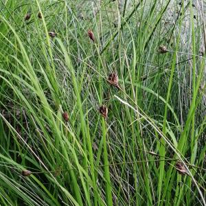 Photographie n°2955394 du taxon Schoenus nigricans L.