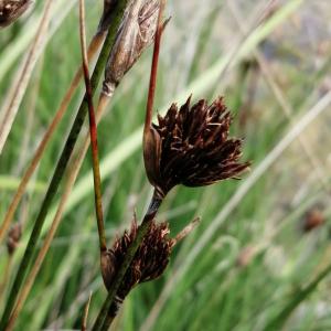 Photographie n°2955395 du taxon Schoenus nigricans L.