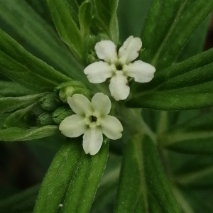 Photographie n°2955428 du taxon Lithospermum officinale L.