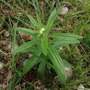 Photographie n°2955431 du taxon Lithospermum officinale L.