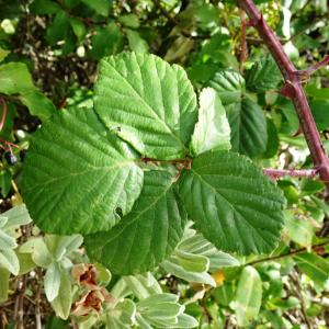 Photographie n°2955449 du taxon Rubus ulmifolius Schott [1818]