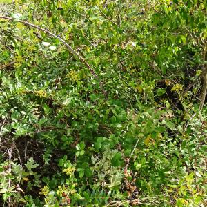 Photographie n°2955452 du taxon Rubus ulmifolius Schott [1818]