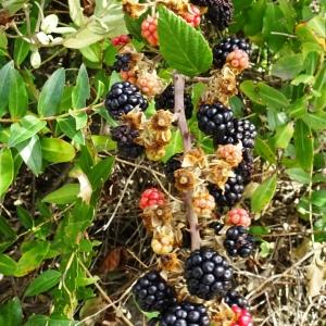 Photographie n°2955453 du taxon Rubus ulmifolius Schott [1818]