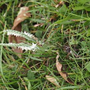 Photographie n°2955494 du taxon Spiranthes spiralis (L.) Chevall. [1827]