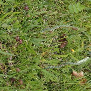 Photographie n°2955495 du taxon Spiranthes spiralis (L.) Chevall. [1827]