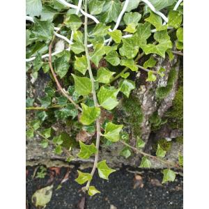 Hedera sevillana Sprenger (Lierre des Canaries)