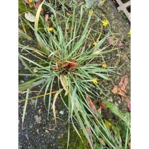 Anthoxanthum odoratum var. alpinum Chenevard ex Goiran (Flouve des Alpes)