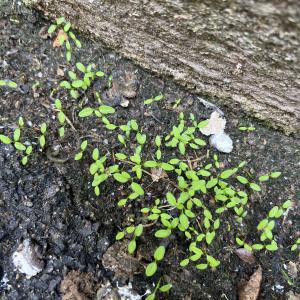  - Lepidium sativum subsp. sativum