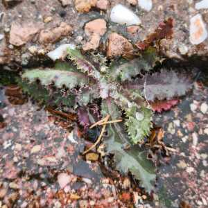 Photographie n°2955698 du taxon Cirsium arvense (L.) Scop.