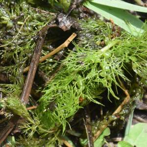 Photographie n°2955805 du taxon Utricularia australis R.Br.